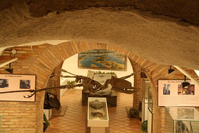 XCO Arnedo - Museo de Ciencias Naturales